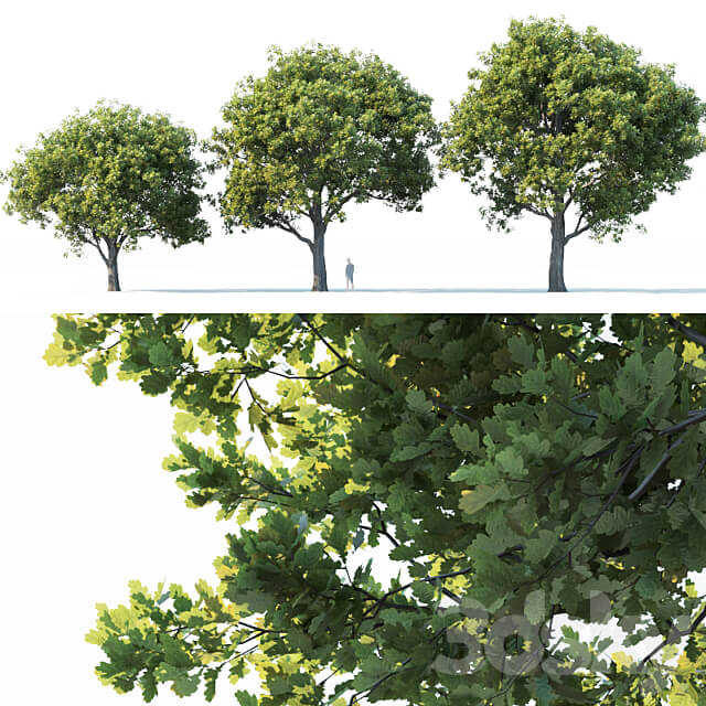 Common oak 2 H10 13m Three tree set